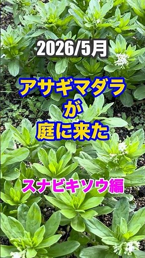 2026 アサギマダラが庭に来た！スナビキソウ編 ＃旅する蝶