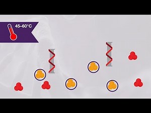 How to get high specificity one-step RT-PCR results