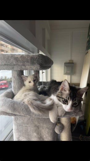 besties hold hands #bestiesgoals #bestiesforlife #kittycatsoftiktok #fyp #catsoftiktok