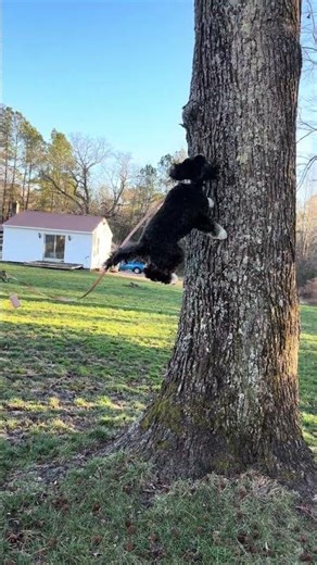 Dogs vs Tree: Who Wins? 🌳🐶 #dogsoftiktok #funny #puppies