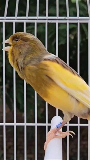 birds chirping sound | animal sound #bird #funnyanimals #canary