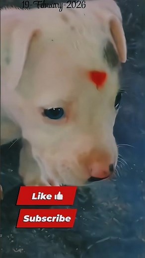 pitbull vs black panther #pitbull #panther