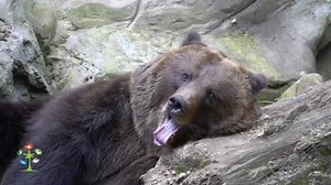 Nacionalni parkovi Crne Gore/National parks of Montenegro predstavljaju #novi promotivni spot #PRIRODAJEMOJDOM U naručju planina, pod plaštom šume, ogleda se u bistrim jezerima - spokoj! Tamo je dom, slobodan i vječan. O njemu pričaju životinje. U toplom zagrljaju, gdje vazduh miluje svježinom, osjetićeš i znati - divan je i siguran dom PRIRODA. #nacionalniparkovicrnegore #CrnaGora #Montenegro 🇲🇪 National Parks of Montenegro present #new promotional video #NATUREISMYHOME In the arms of the mou