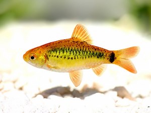 19 Most Popular Types of Barb Fish