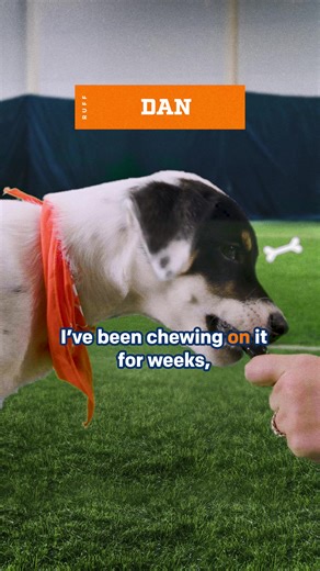 Pre-season interviews are underway and the pups are fired up. 🔥 Watch them in action on #PuppyBowl Sunday, Feb 8 2p ET | 11a PT on Animal Planet.