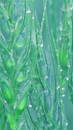 Gentle Rain & Grain Sounds for Calm Nights #asmr #sleepmusic #relaxing