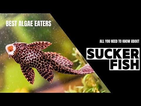 The Best Sucker Fish For Your Aquarium