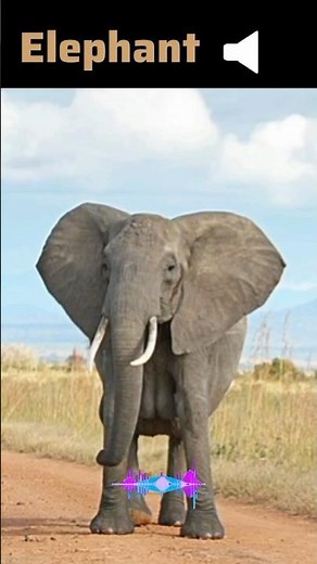 Elephant -trumpeting sounds | Rumbling Sound ‪@SoundSafari-SS‬ #elephant song #sound #short