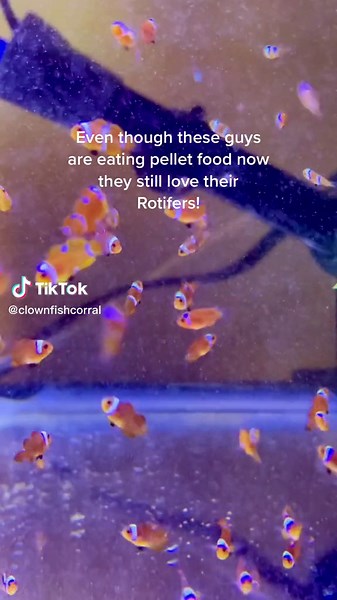 Clownfish Corral on TikTok