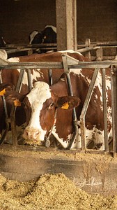 Leche de vaca de Karrantza: tradición y calidad Karrantza, un municipio de Bizkaia conocido por sus ricos pastos naturales, es el hogar de una treintena de ganaderos que producen su propia leche fresca bajo la marca Bizkaia Esnea. Este producto natural evoca "la leche de antes", destacando por su sabor auténtico y tradicional, además de ofrecer una calidad excepcional. En BM Supermercados, nos comprometemos con lo local, y por eso puedes encontrar esta leche, fruto del esfuerzo y la dedicación d