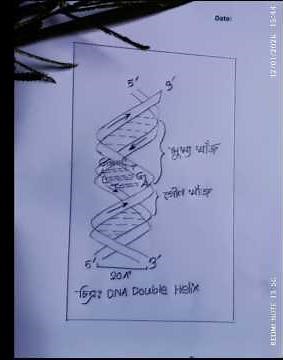 DNA Structure Diagram Step by Step | Biology |biosketch bd