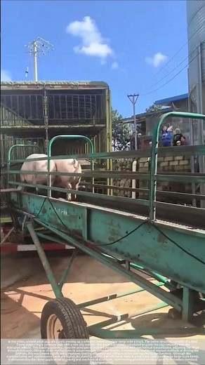 Modern Dairy Farms' Smart Loading Ramps: An Efficient and Gentle Way to Load Livestock