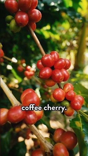 Coffee is a FRUIT 🤯