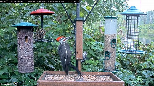 17K views · 1.1K reactions | An adult male Pileated Woodpecker (New York state's largest woodpecker) spends some time sampling the fare at the Cornell FeederWatch Cam. He's soon joined by a diminutive Downy Woodpecker—the smallest woodpecker species in New York. It's an amazing size difference that highlights all the different ways these two species live. Despite those differences, both enjoy the suet. Watch LIVE at AllAboutBirds.org/CornellFeeders | Bird Cams | Facebook