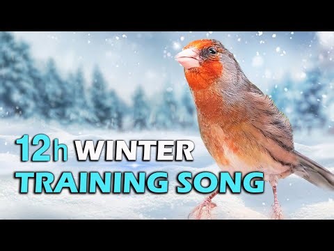Goldfinch mule 12h Winter song - Strong Hybrid Bird