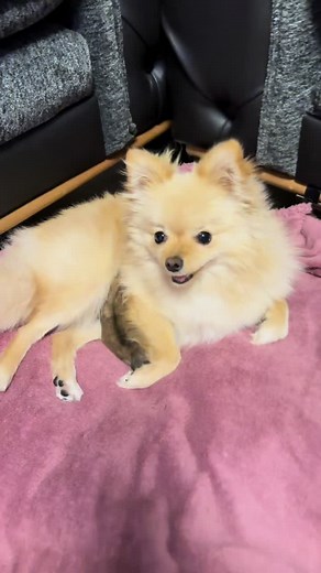 Lady bizi dışladı 🥺🥺🥺🥹🥹#aşk #anne #komik