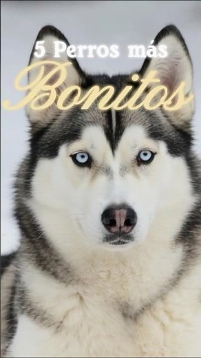 👉 Los 5 perros más bonitos del mundo 🐕✨