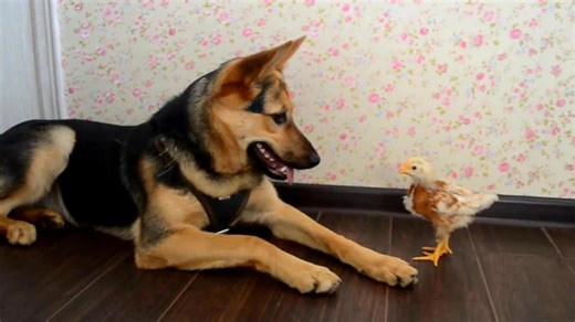 Baby Chicken and German Shepherd Play Together