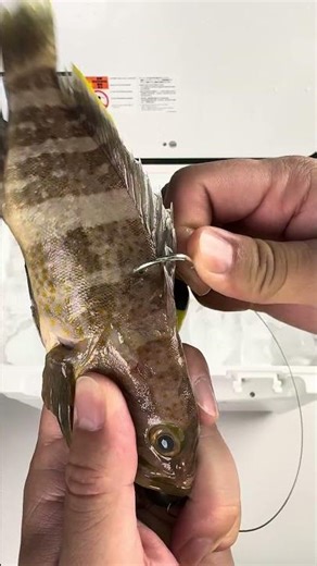 Kanama Smart Bait - Not Live Bait. But Better.
