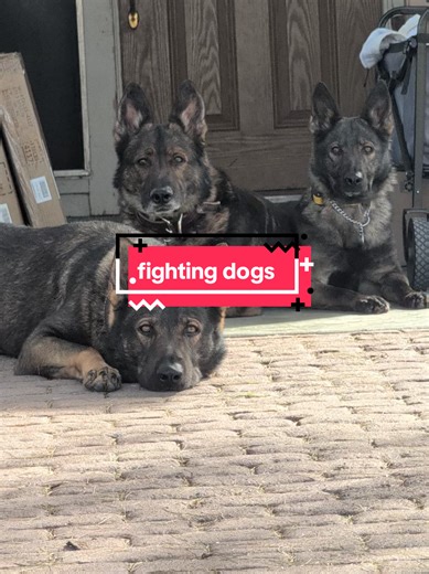 Effective Strategies for Managing Fighting Dogs