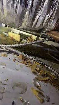 Dangers of Rats & Mice in Drop Ceilings | Rodent Damage | Versa-Tech PM | LA County