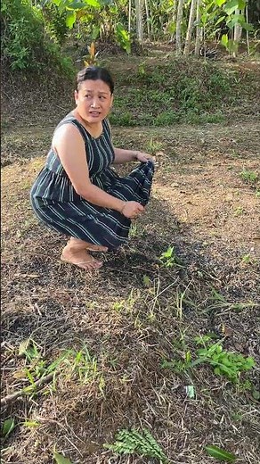 Menyiram tanaman kering