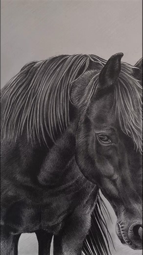 My name is Matt Condie and I’m a Canadian artist specializing in pet and wildlife drawings. Over the years I’ve created horse drawings that are some of my favourite pieces as they portray emotion I think pretty effectively! This video is for all the horse and animal lovers in hope that you can connect with and find meaning through my work. Let me know what you think and please like and follow if you enjoy what I do ❤️. #horsesofinstagram #horseart #artist | MIND Works Art Co.