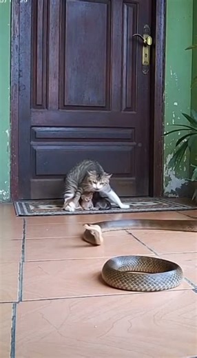 Snakes HATE Her See How She Wins!