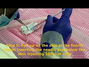 How we inject mice for breast cancer studies!