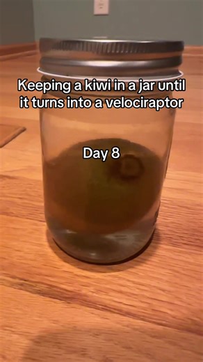 Day 8 #kiwi #velociraptor #thekiwiproject #tiktok #fyp | Kiwi