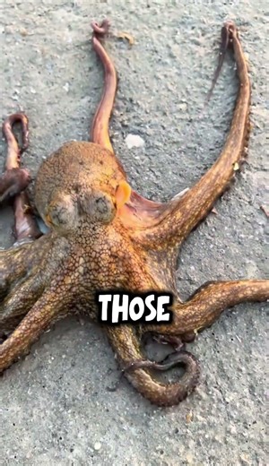 This Is Unbelievable: Octopus Changes Color in 1 Second!