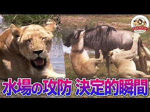 【アフリカ水場の攻防】ゾウが草食獣を蹴散らしライオンがヌーに飛びかかる！タンザニア・枯れない川に集結する動物たちの命の駆け引き【どうぶつ奇想天外／WAKUWAKU】