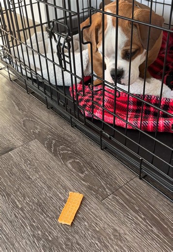 Sometimes Basil needs a little help problem solving