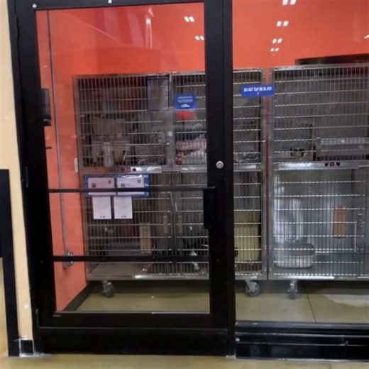 2K views · 51 reactions | Introducing PetSmart Lincoln Park! ✨ We're...