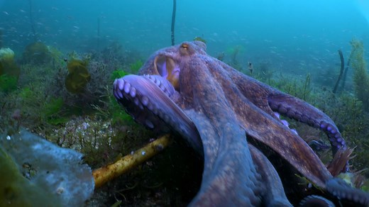 La corta vida del pulpo común