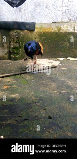 Blue Wattled Lophura ignita Hunting Mealworms in Backyard Pen: Full body view of a captive male Lophura ignita (Crested Fireback) looking downward to forage for live mealworms near a weathered, mossy wall Stock Video Footage - Alamy