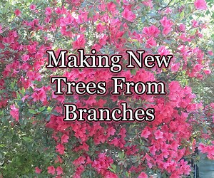 Making a Natural Fence by Propagating Trees From Branches (the Root Ball Method)