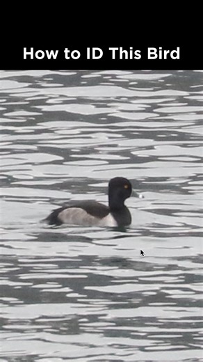 Ring-necked Duck (male) identification example | LycoBirds