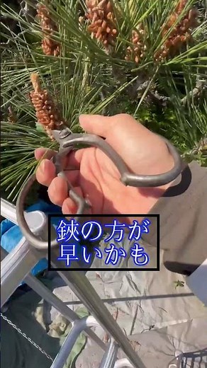松の（みどり）摘みは固さで道具を使い分ける#松の剪定