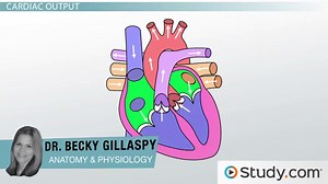 Sympathetic Stimulation of the Heart & Stroke Volume Overview