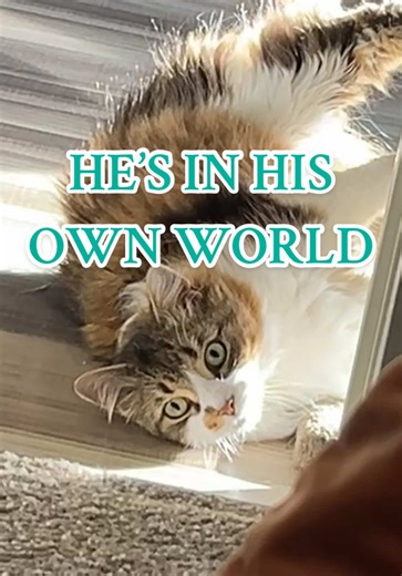 Even Lylla is in the bottom like “what is this man doing?” 🤦🏼‍♀️ Never a dull moment with two cats, that’s all I can say 🤠 #catsoftiktok #cat #lifestyle #funnycat #relatable