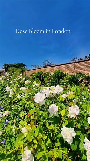A magnificent rose is blossoming in London 🇬🇧📸🌹🌹🌹 #whiterose #roses #flowers #nature #reels