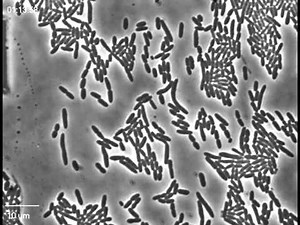 Cell division of E. coli with continuous media flow