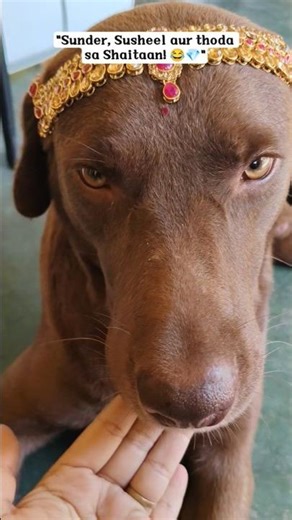 #Sunder, Susheel aur thoda sa Shaitaan! 😂💎Ghar ki asli rani toh yahi hai 🏰🐶