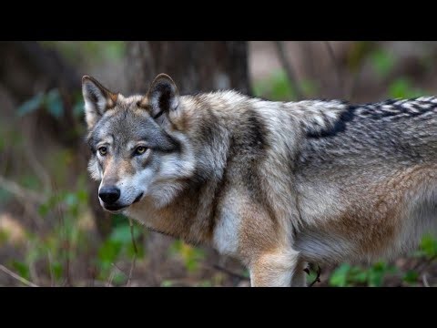 Wolf Hunts and Howls in 4K HDR 60FPS