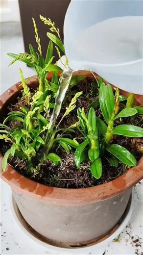Repotting dendrobium plants with best simple technique methods #orchid 🌱🌱🌱🌱