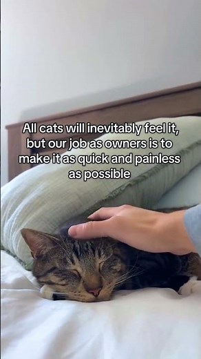 Understanding Cat Behavior & Expressions 🐱😺