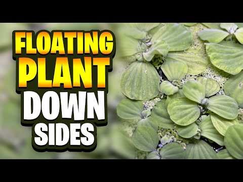 The Often Overlooked Downsides Of Floating Plants In Planted Aquariums!