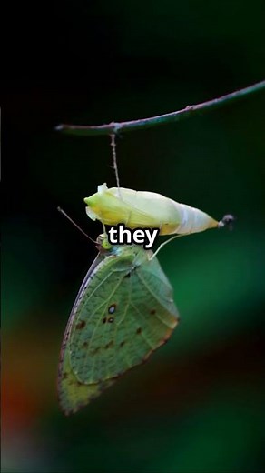 The Enchanting Luna Moth: Nature's Nighttime Beauty