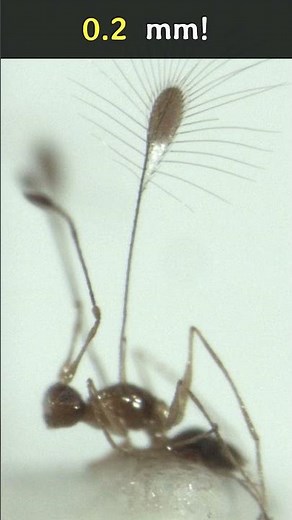 🦟 The Smallest Insect: The Fairyfly